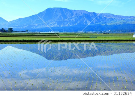 熊本縣阿蘇山的水稻植物 31132654