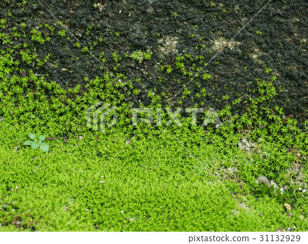 Green moss grow on old wall Green moss grow on old wall 31132929