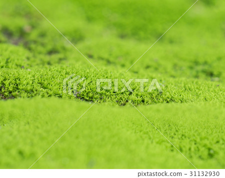 Green moss grow on old wall Green moss grow on old wall 31132930