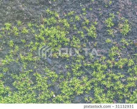 Green moss grow on old wall Green moss grow on old wall 31132931