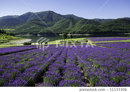 Lavender field and lake Jinshan Lake Minamifurano 31133306