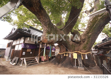 Kaoru Watanobi of Mishima Shrine (Kadoma-shi, Osaka prefecture) 31133326