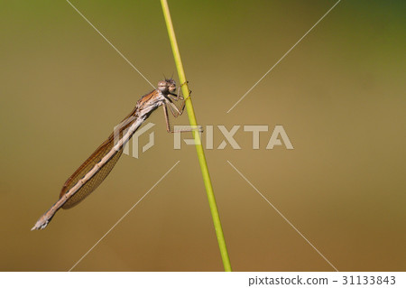 Otsumombo (female) 31133843