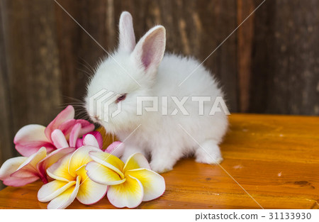 cute baby rabbit with flower 31133930
