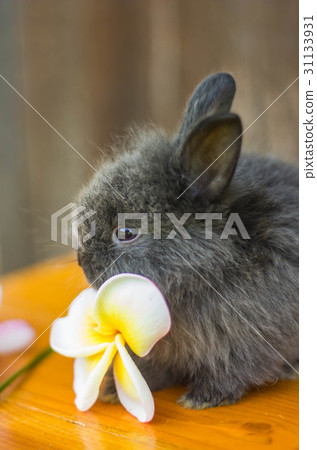 cute baby rabbit with flower 31133931