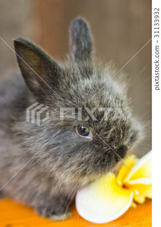 cute baby rabbit with flower cute baby rabbit with flower 31133932
