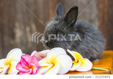 cute baby rabbit with flower 31133935