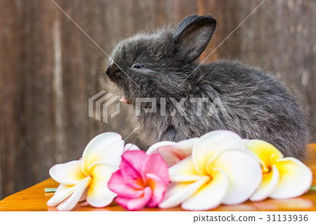 cute baby rabbit with flower 31133936