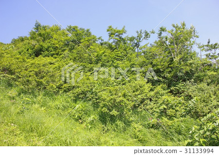 在長野縣白馬村初夏的時候，綠色的光芒四射，新鮮的綠色環繞著天波一條自然研究之路 31133994