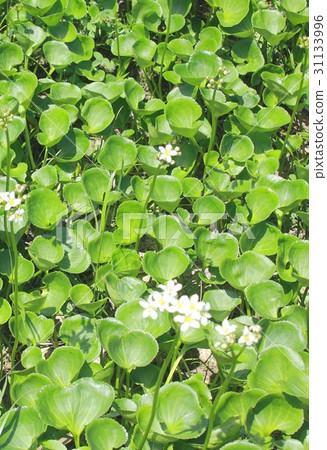 Shinshu Hakuba在初夏，Iwacho擁擠在Happo Pond周圍的高原濕地 31133996