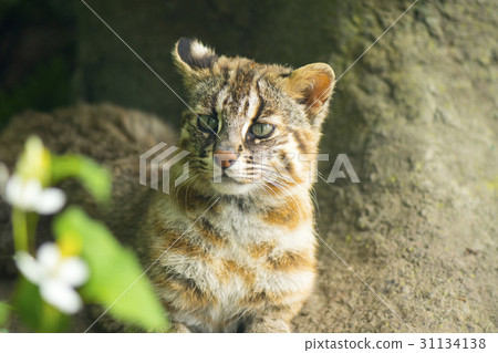 Tsushima eumaneko 31134138