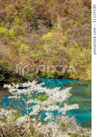 四十萬湖藍色和櫻花 31134190