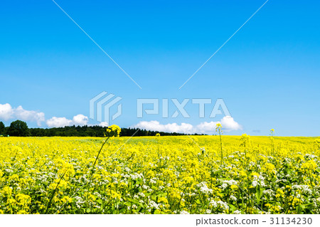 Rapeseed field Kikarashi Minamifurano Rapeseed field Kikarashi Minamifurano 31134230