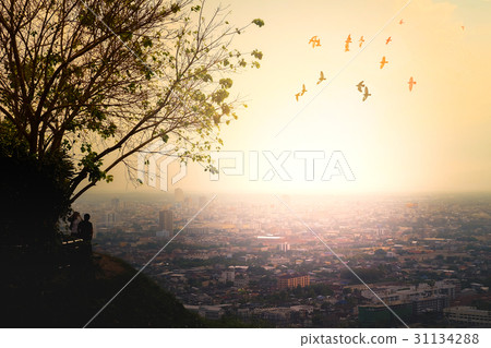 landscape of the park on the beautiful sunset 31134288