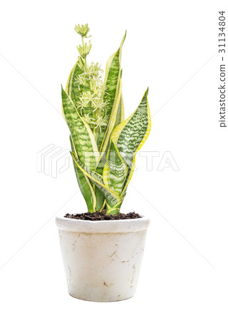 Blooming Sansevieria on a white background 31134804