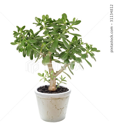 House plant Crassula on a white 31134812