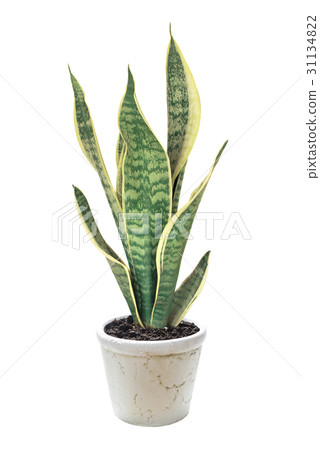 House plant Sansevieria 31134822