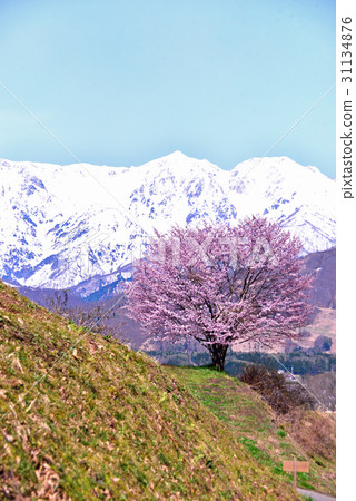One cherry tree blooming behind the northern alps of the remaining snow One cherry tree blooming behind the northern alps of the remaining snow 31134876