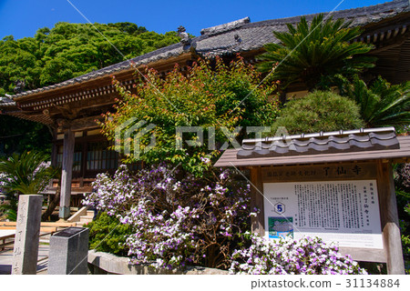 Izu Shimoda, Renji temple, American jasmine bloom Izu Shimoda, Renji temple, American jasmine bloom 31134884