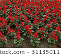 淡紅色丹參 31135011