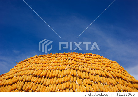 stack of corn 31135069