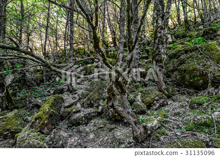 The dry trees The dry trees 31135096