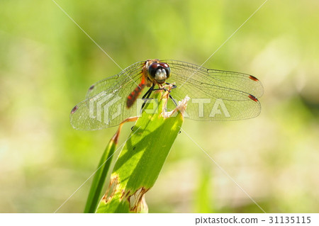 Himekane (male) 31135115