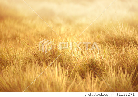 grassland background grassland background 31135271