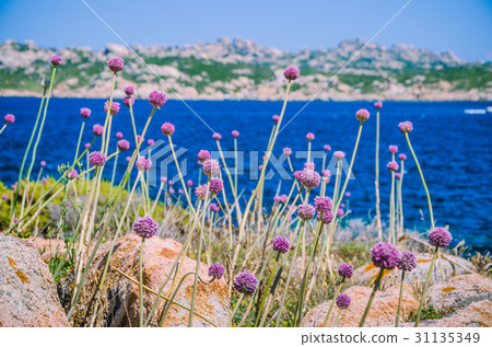 Wild onion leek growing between granite rocks on 31135349