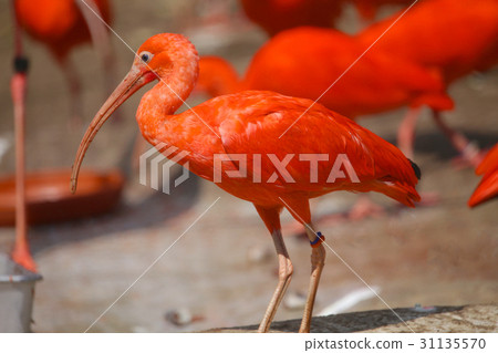 猩紅宜必思 31135570