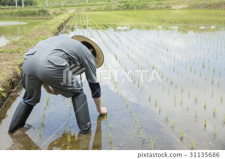 水稻種植形象 水稻種植形象 31135686