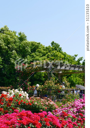 A rose garden 31135810