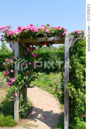 Small diameter of roses 31135813