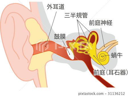 Ear structure 31136212