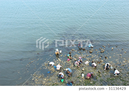 Clamming 31136429