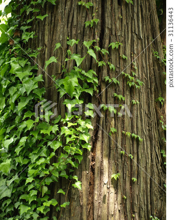 Ivy that crawls on a huge tree of trees 31136443