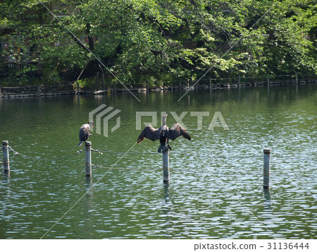 Cormorant to chew and caress to dry feathers 31136444