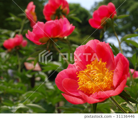 A group of red roses 31136446