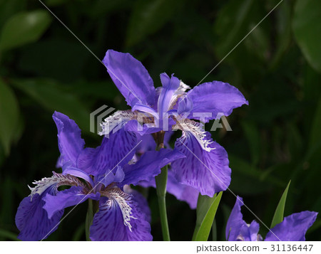 Purple iris flowers 31136447