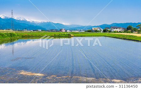 Shinshu Azumino農村風景在春天和北部阿爾卑斯 Shinshu Azumino農村風景在春天和北部阿爾卑斯 31136450