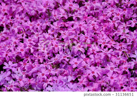 Moss phlox  31136651