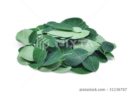 pile of fresh moringa leaves isolated on white pile of fresh moringa leaves isolated on white 31136787