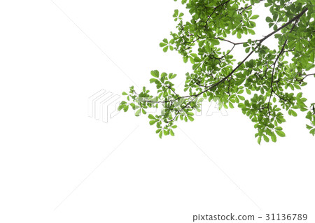 branch of green leaf isolated on white background branch of green leaf isolated on white background 31136789