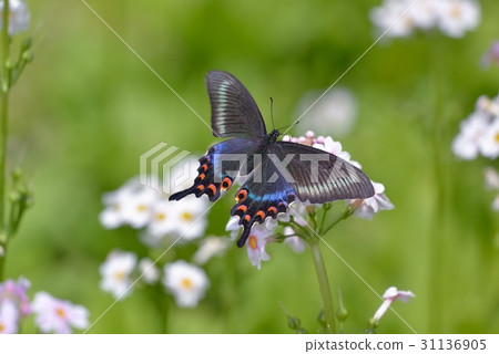 Miyama crow sweetheart swallowed with clinic Miyama crow sweetheart swallowed with clinic 31136905