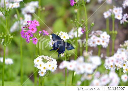 在clinck男性燕尾的烏鴉敷料 在clinck男性燕尾的烏鴉敷料 31136907