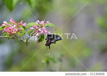 Miyama crow collapsed with tannyugi Miyama crow collapsed with tannyugi 31136909