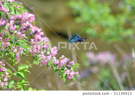 Crow fly flying to Tannyugi in full bloom A swallowtail female Crow fly flying to Tannyugi in full bloom A swallowtail female 31136913
