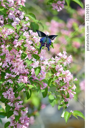 烏鴉飛到Tannyugi盛開的燕尾女 31136915