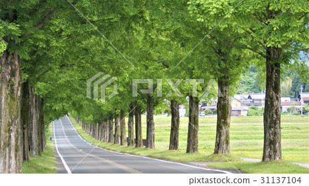 新鮮的綠色水杉高速公路 31137104