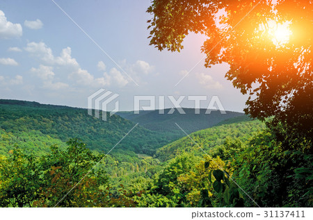 wonderful forest on Mount germinating 31137411